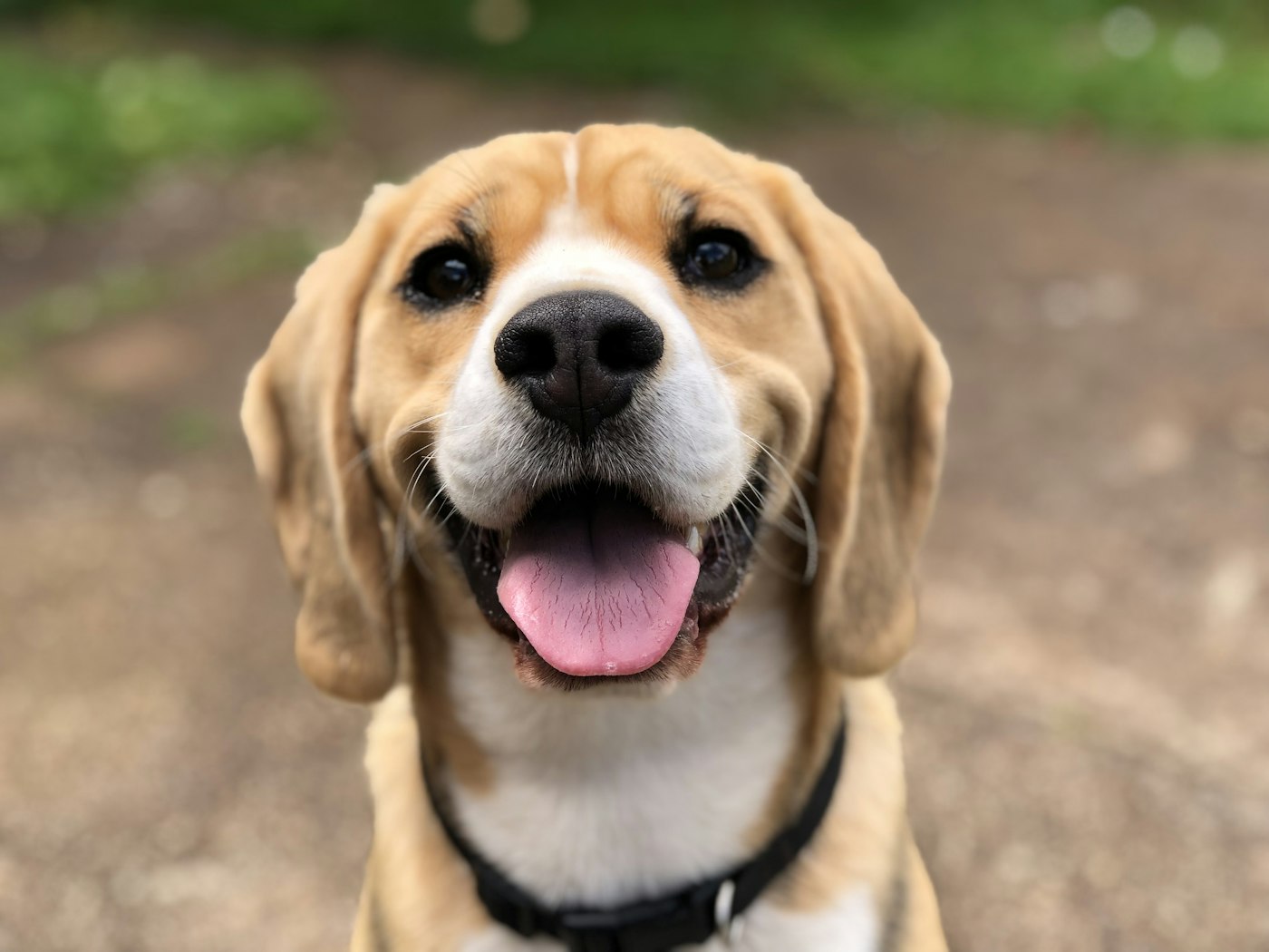 A happy, healthy dog